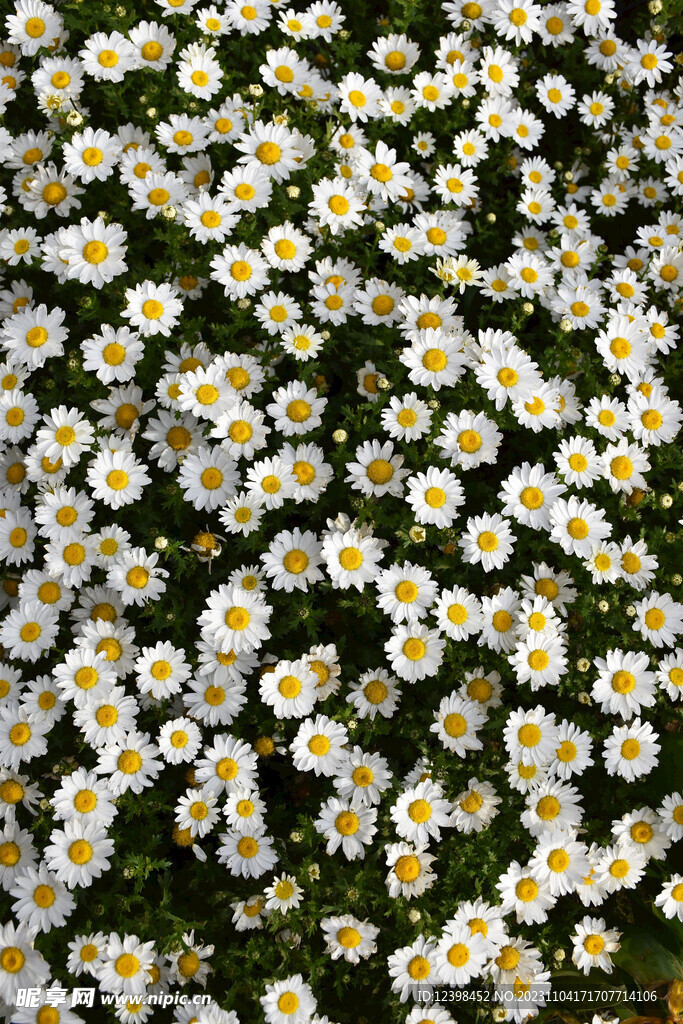 雏菊