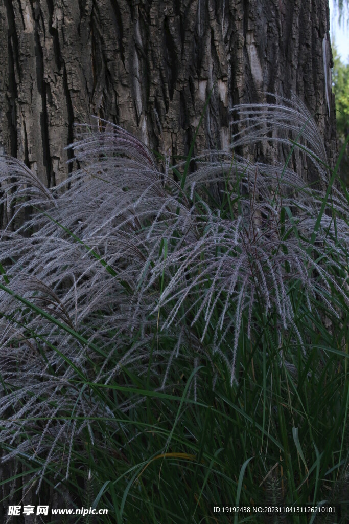芒草风景
