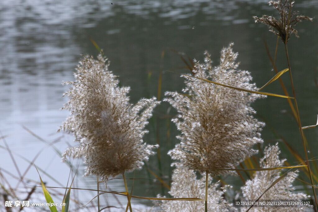 芦苇芦花