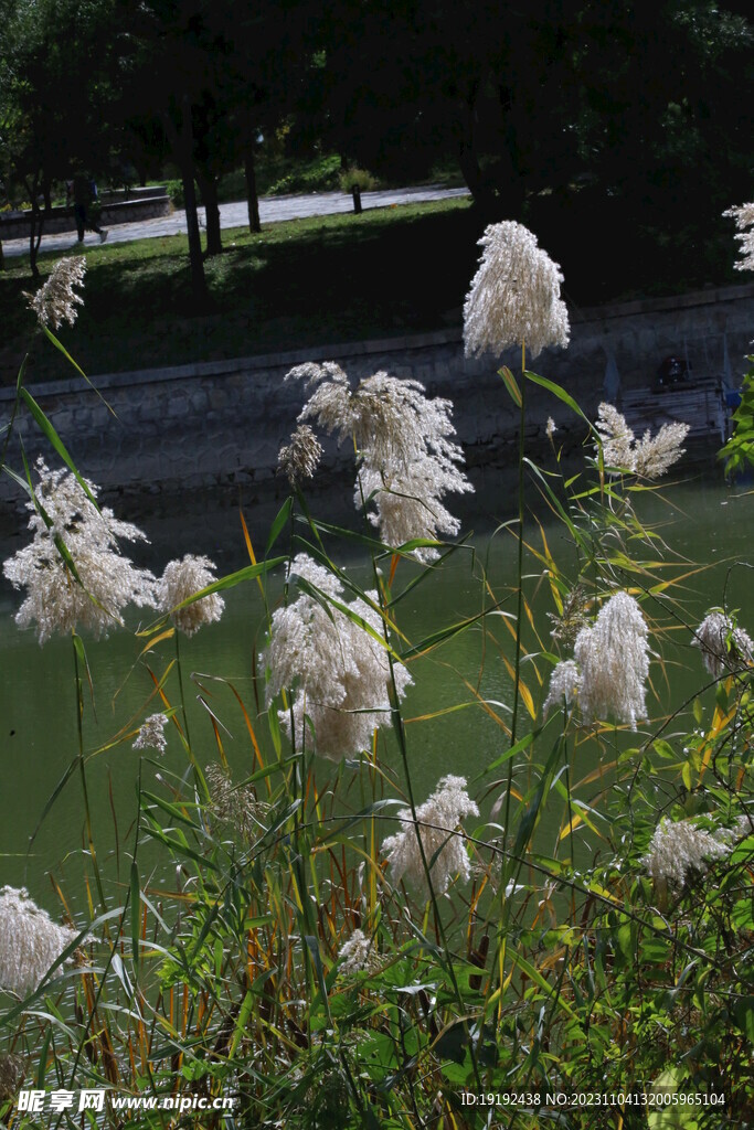 芦苇芦花