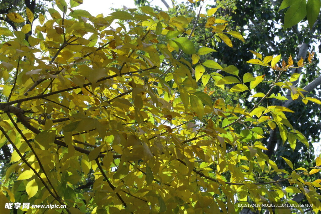 白蜡树