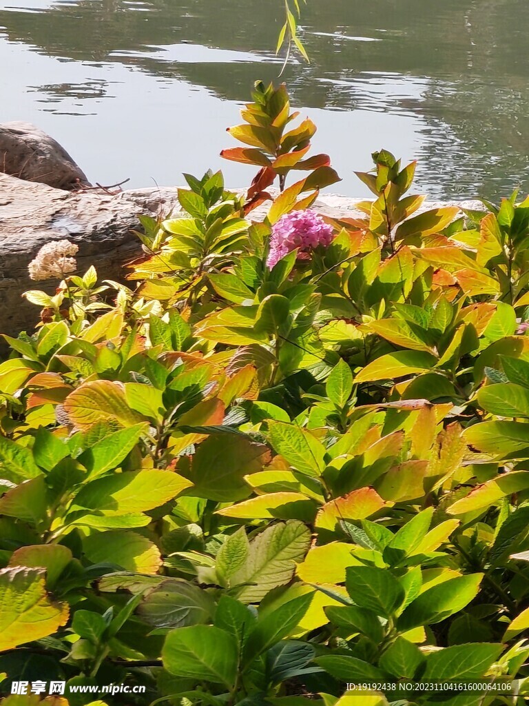绣球花叶