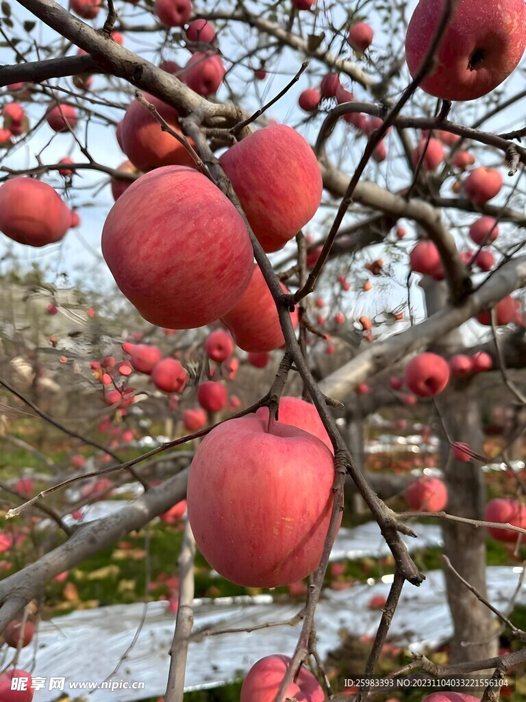 红苹果