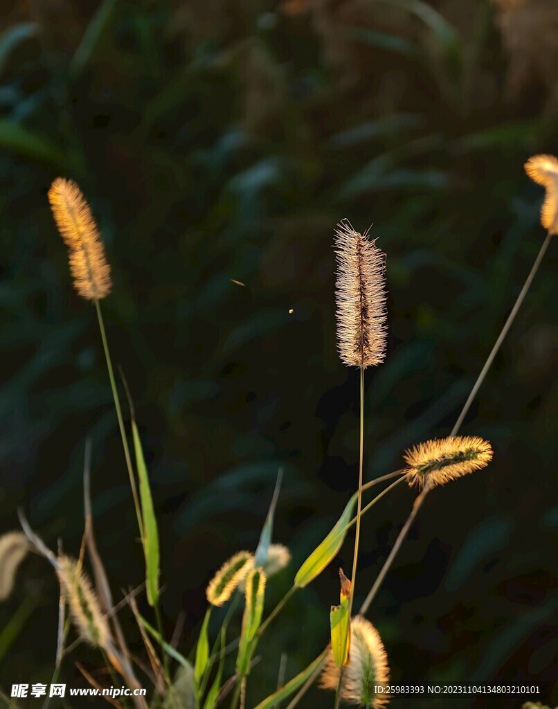 狗尾巴草