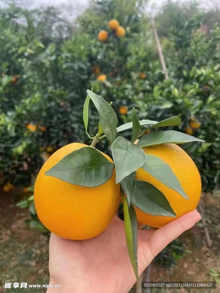 赣南脐橙