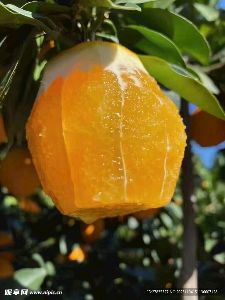脐橙