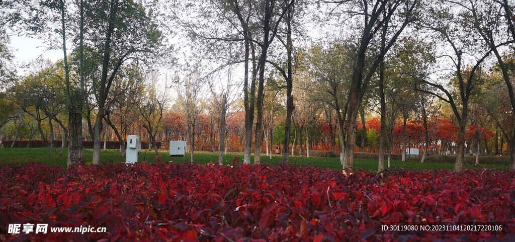 公园 秋景 树木