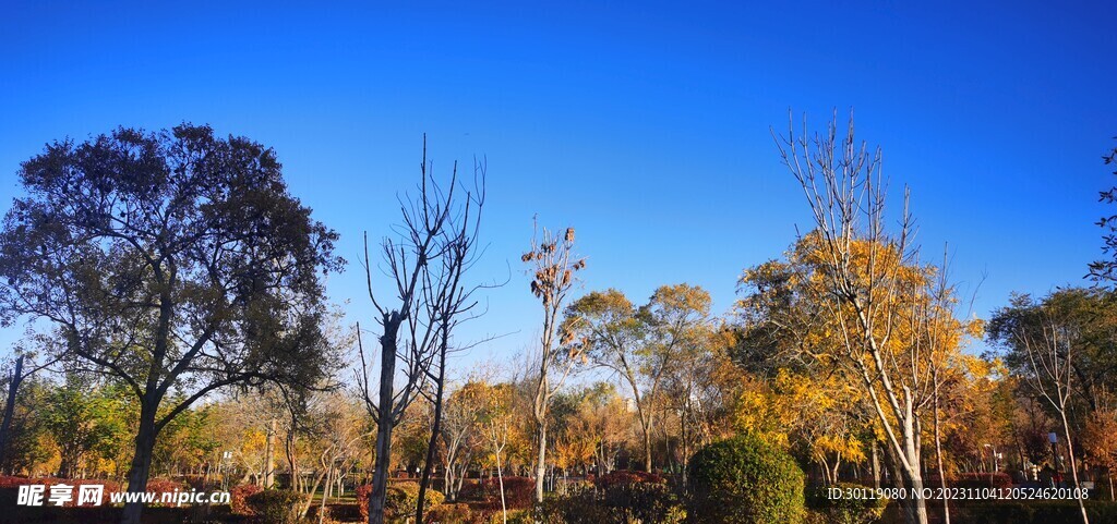 公园 蓝天白云 秋景 树木