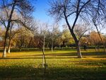 公园秋景 蓝天白云 绿地 