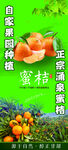 蜜桔