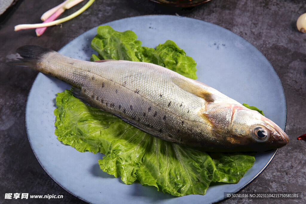 海鲈鱼