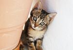  猫咪