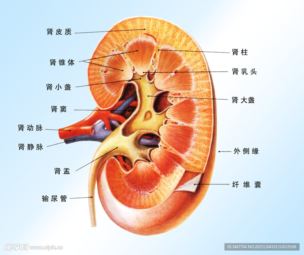 肾脏结构图