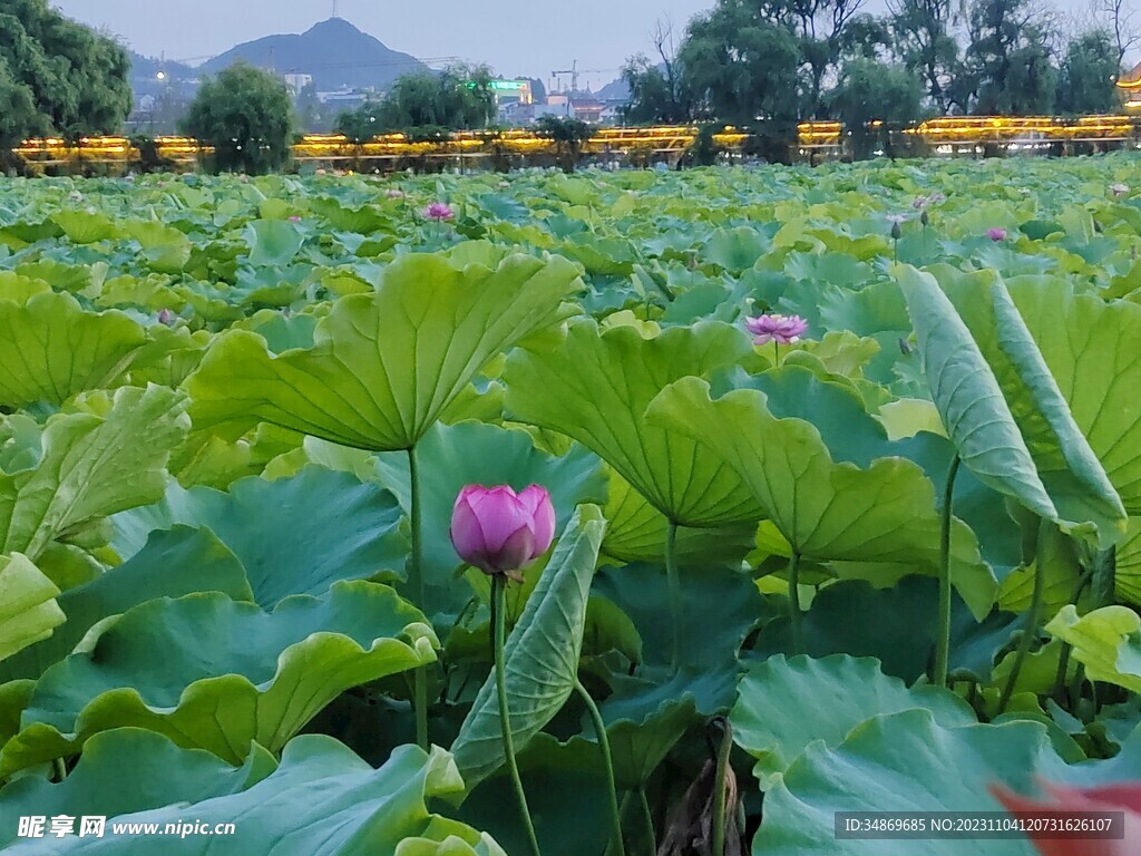 荷花