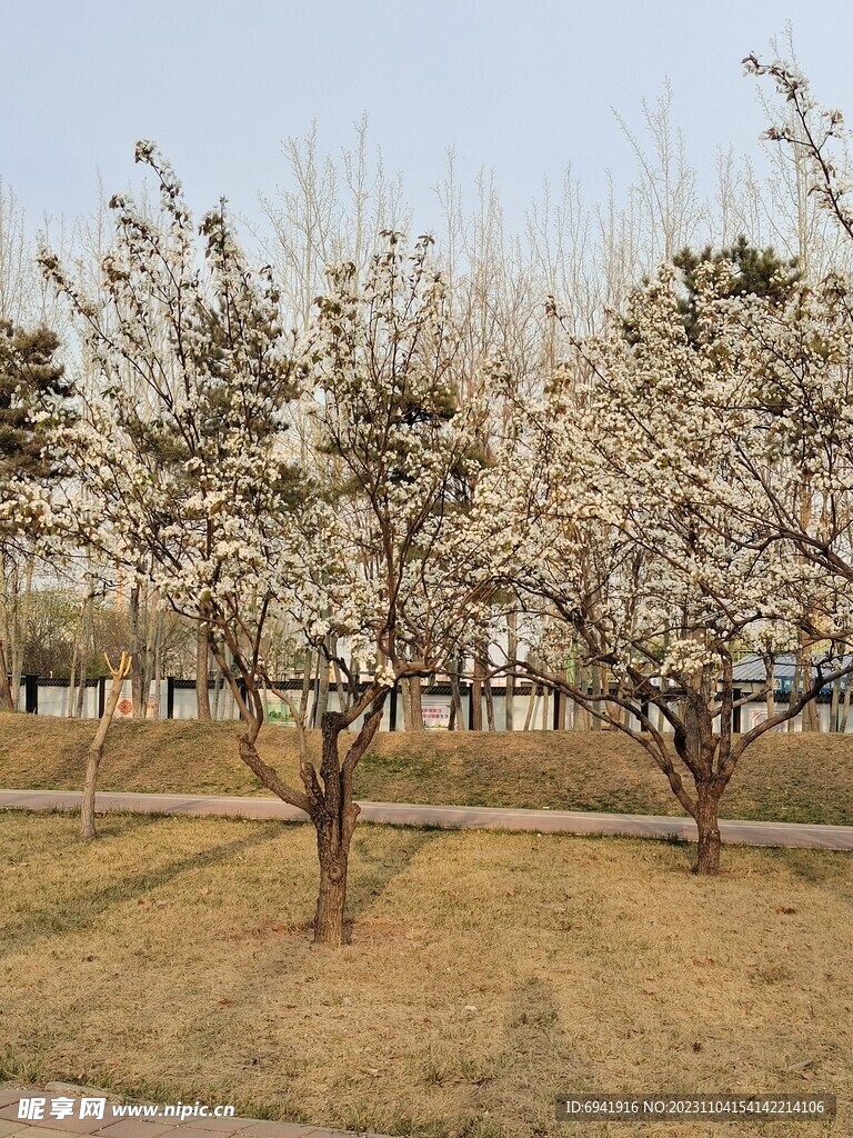 海棠树