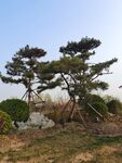 松树