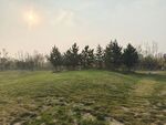 松树