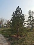 松树