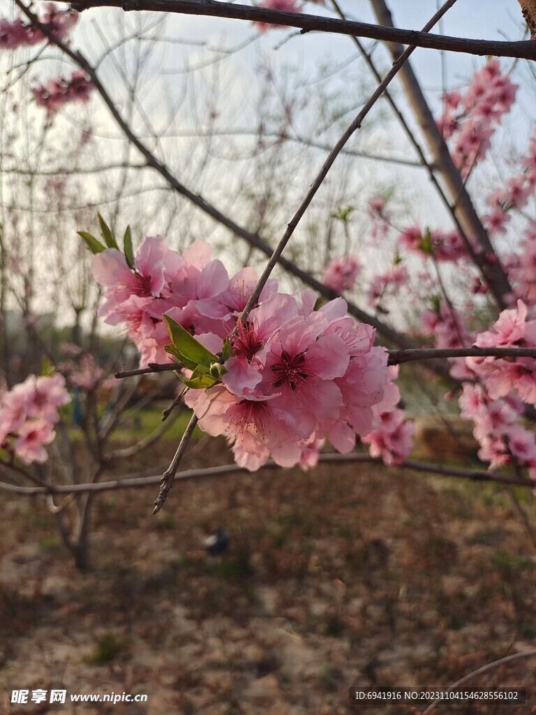 桃花