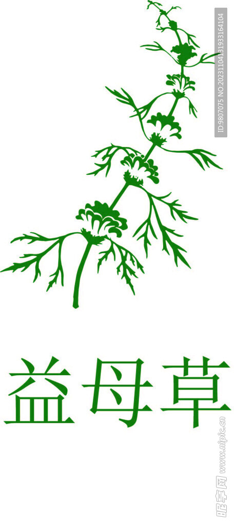 益母草