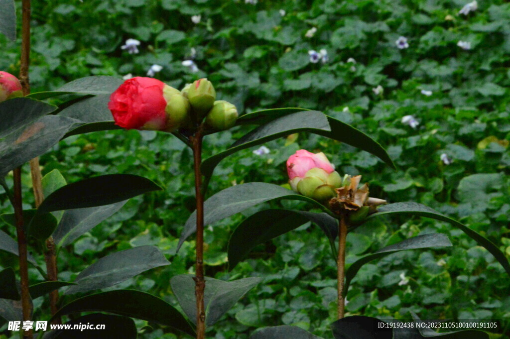 山茶花