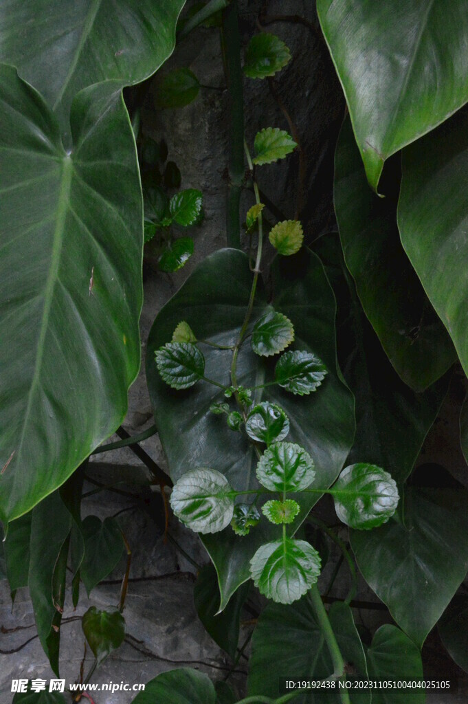 温室花草 