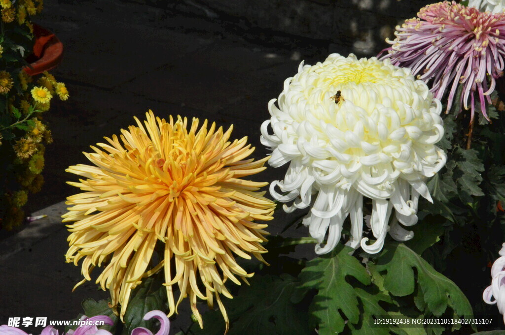 菊花 