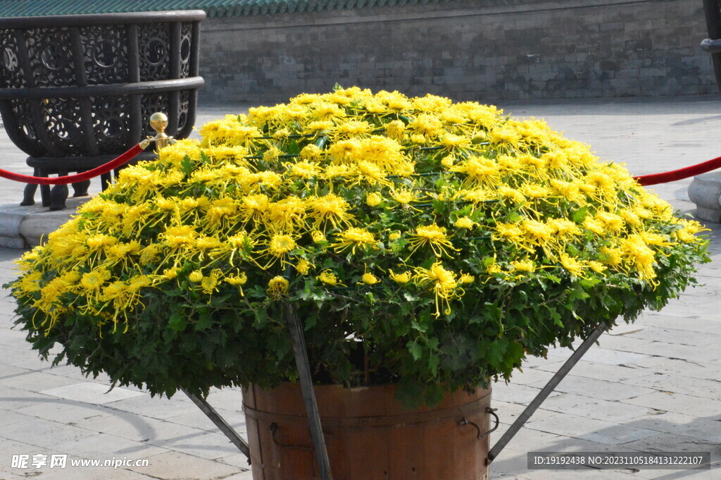菊花