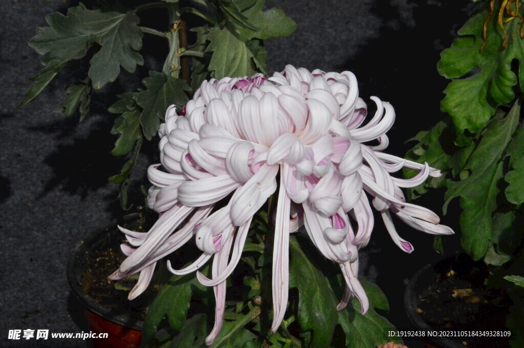 菊花