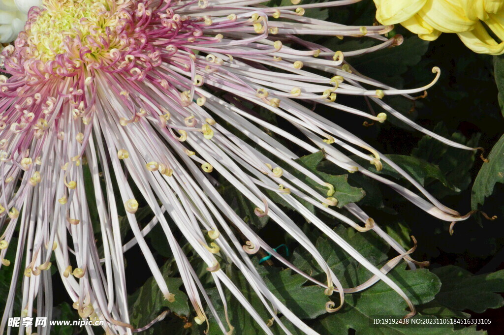 菊花 