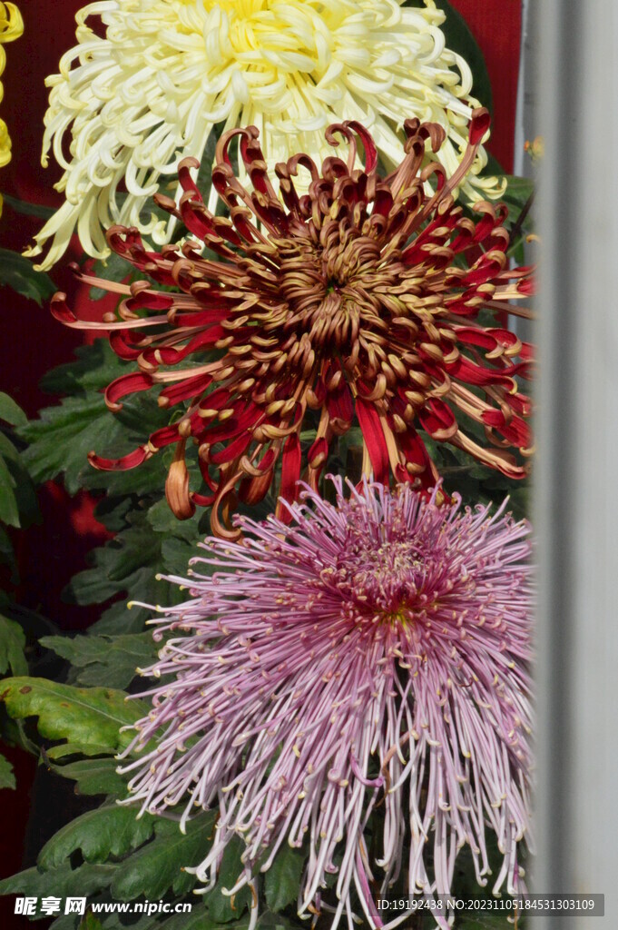 菊花