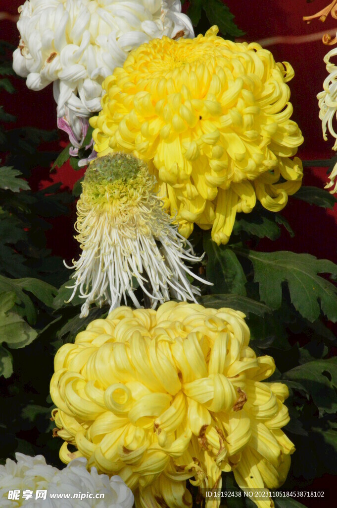 菊花