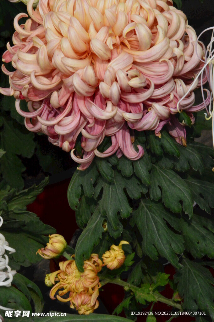 菊花 