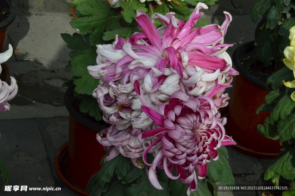 菊花 
