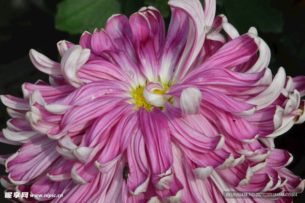 菊花 