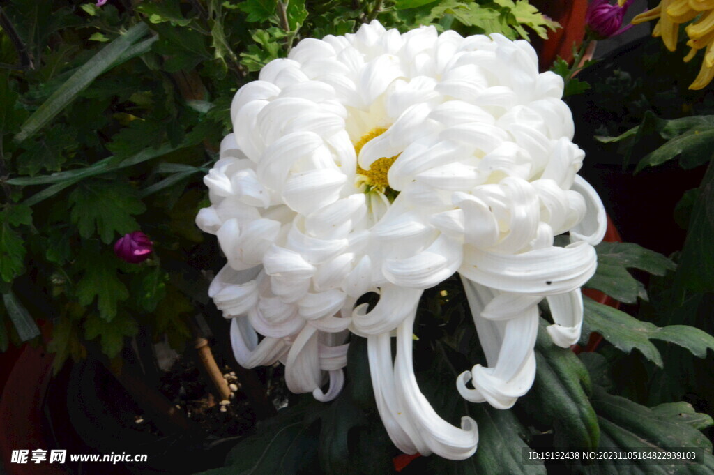 菊花