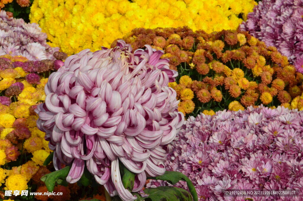 菊花 