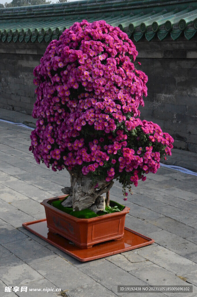 菊花 