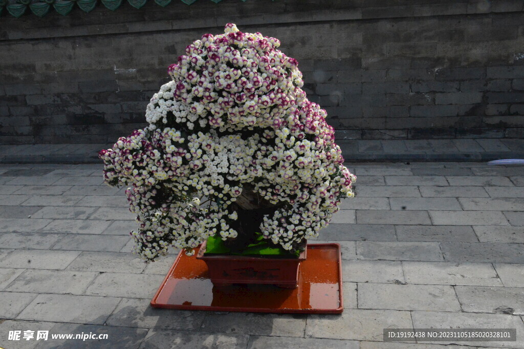 菊花 