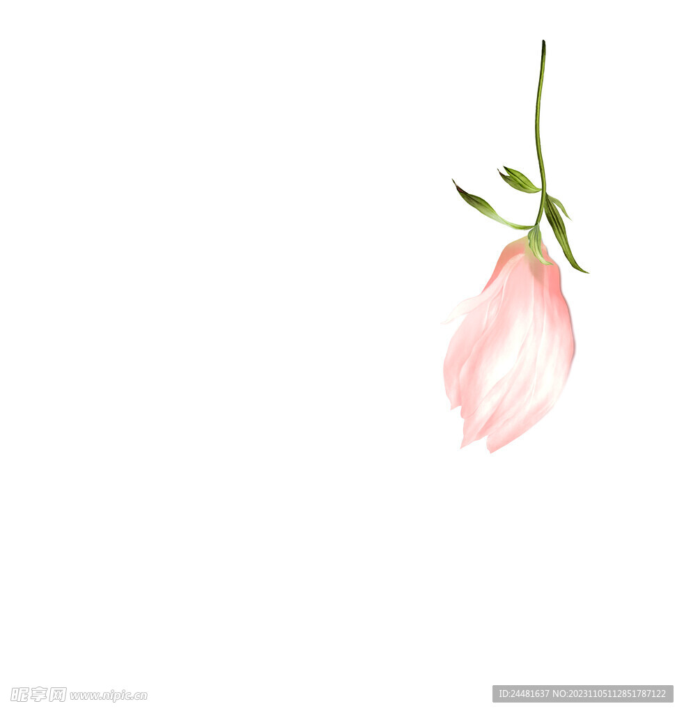 花朵