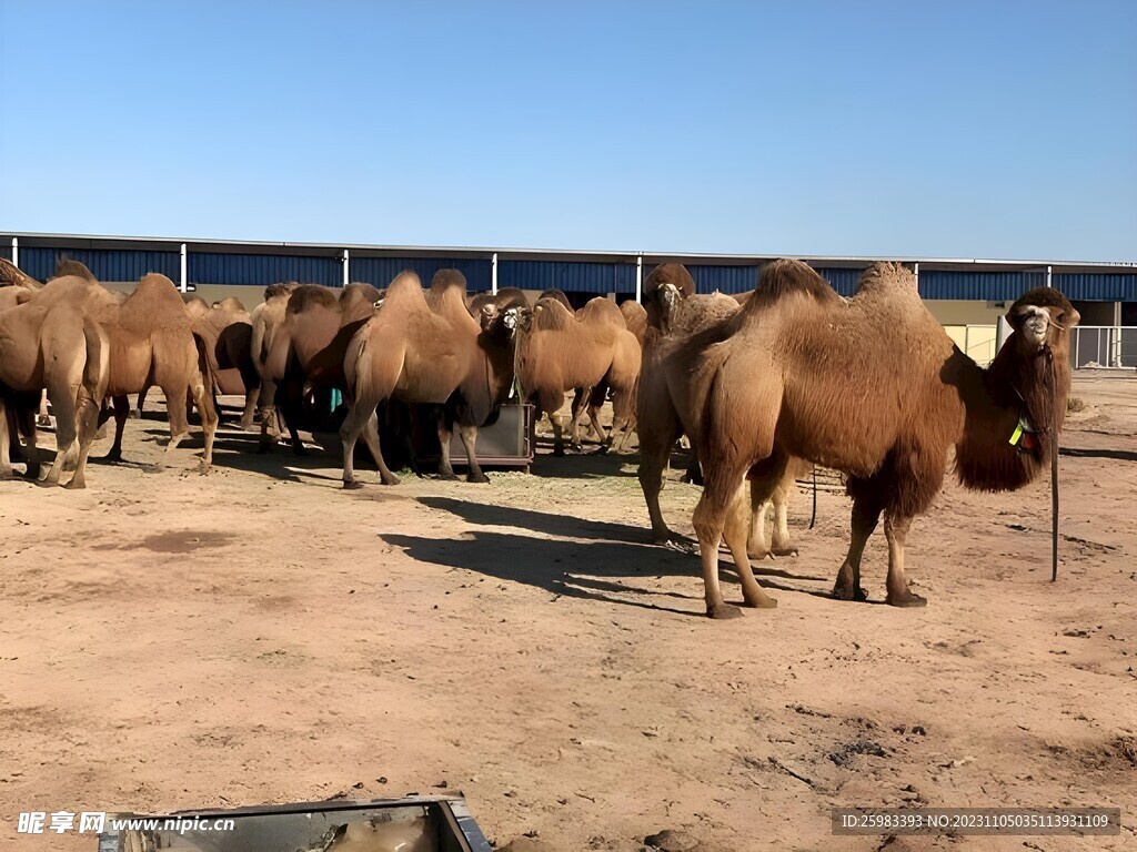 骆驼养殖