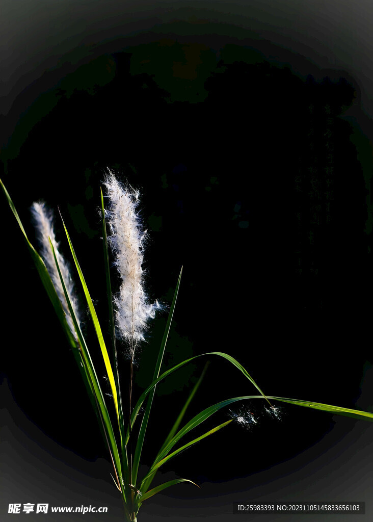 芦苇