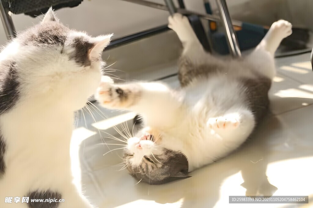 猫