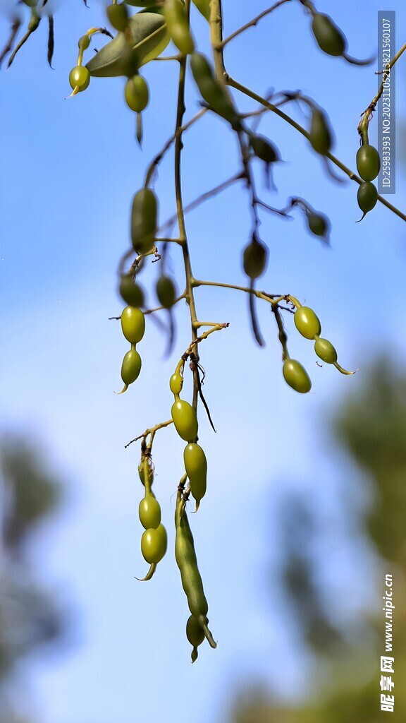 豆荚