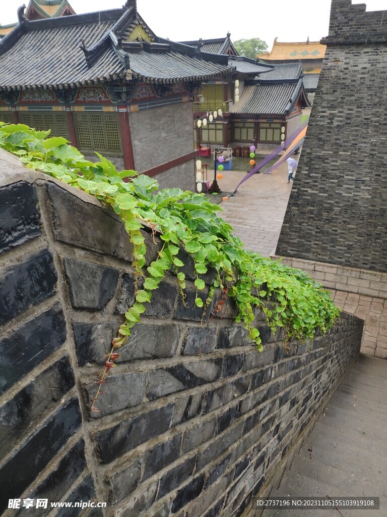 爬山虎