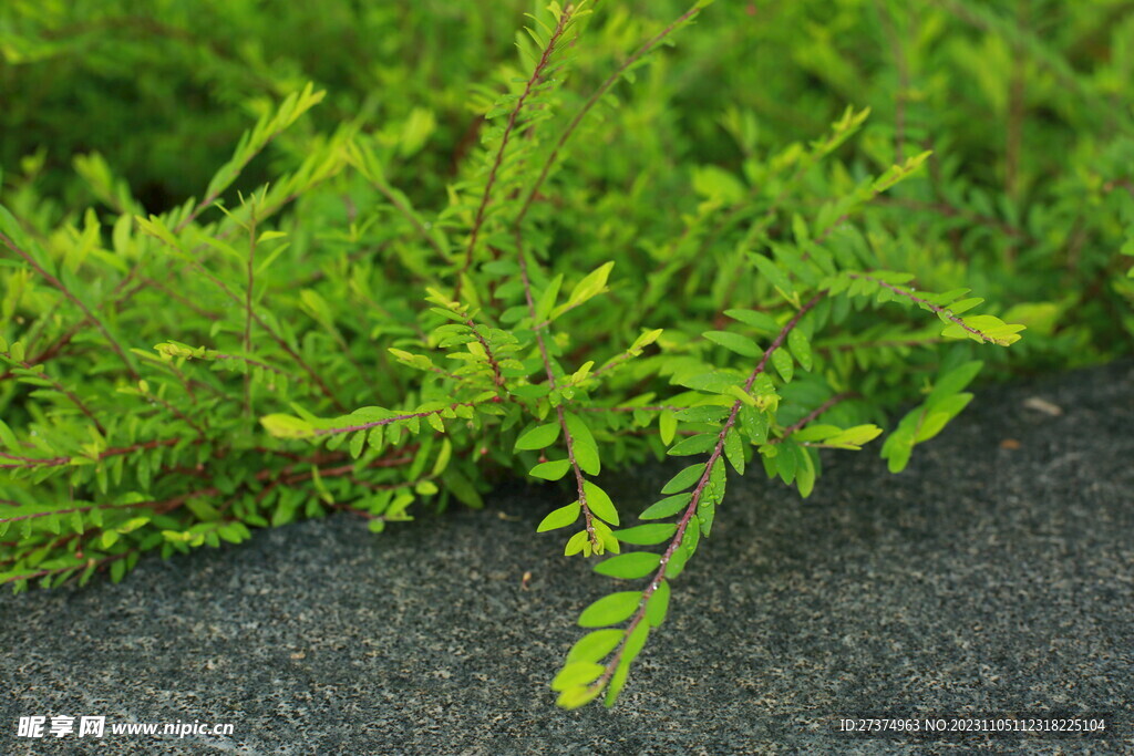 绿植摄影