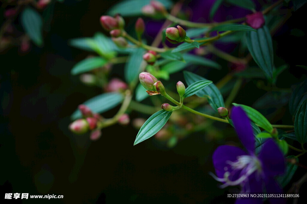 花朵摄影