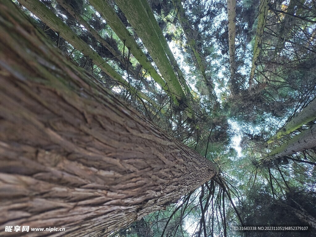 树木森林天空阳光树背景