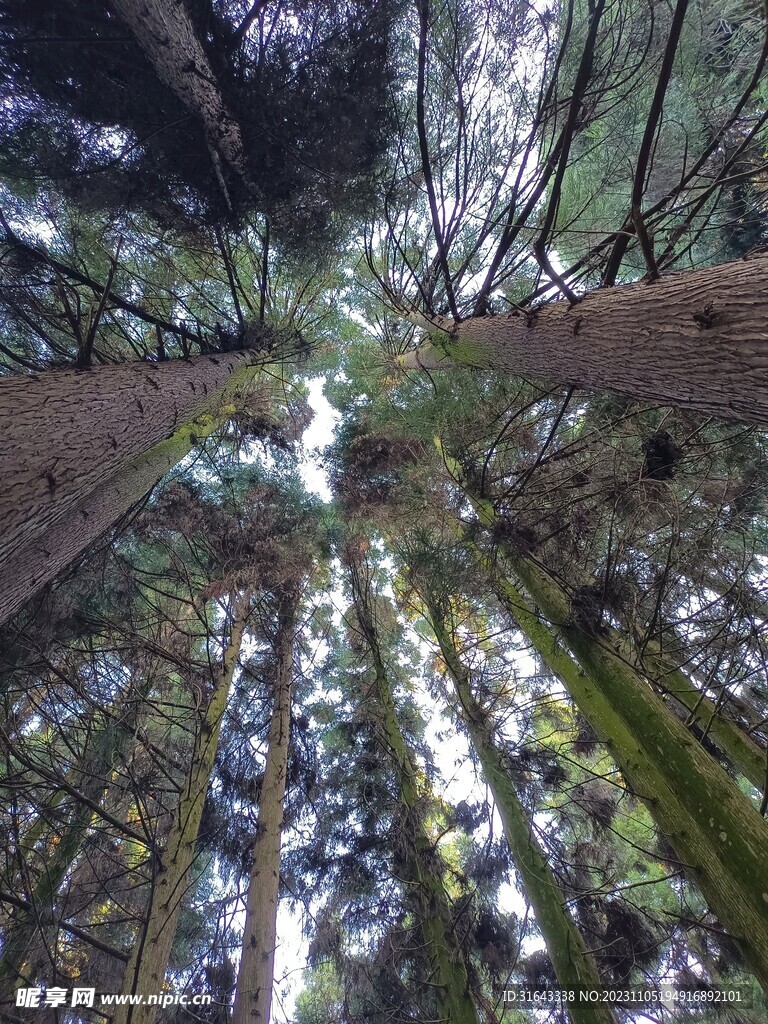 树木森林天空阳光树背景