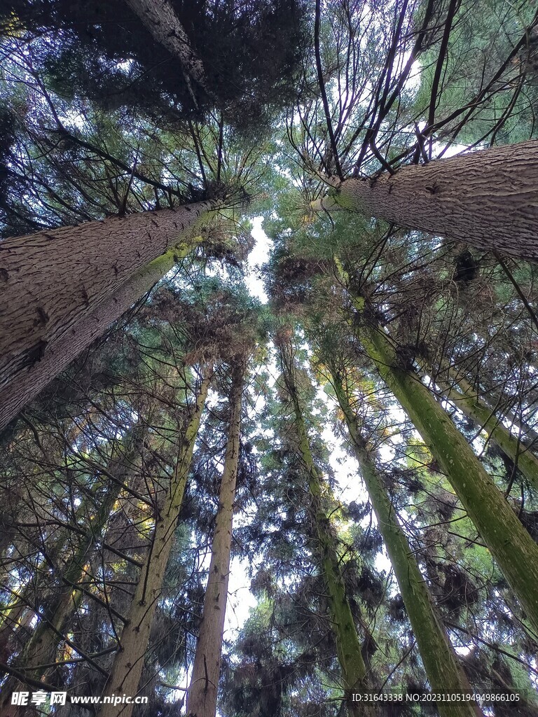 树木森林天空阳光树背景